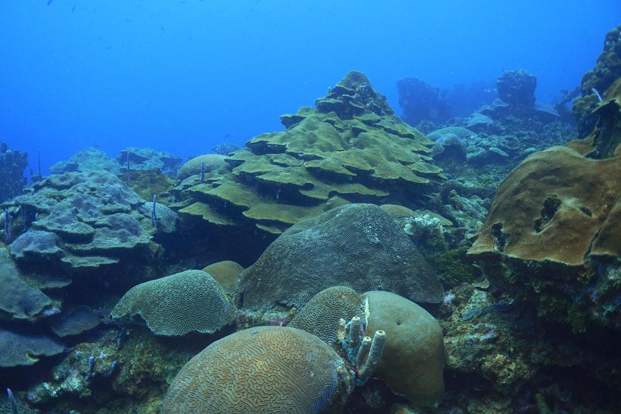Hotel San Pedro De Majagua Isla Grande  Dış mekan fotoğraf
